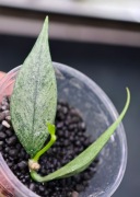 Hoya połyneura Broget -  sadzonka ukorzeniona