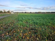 Działka budowlana 20 arów Gościnowo gm. Skwierzyna