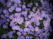 Aster krzaczasty niebieski sadzonka