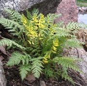 Kokorycz lakolistna -corydalis cheilanthifolia 30n