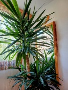 Kwiat JUKA w doniczce 