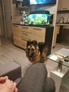 Owczarek niemiecki długowłosa 