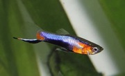 Gupiki Endlera Blue Star