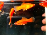 Mieczyk czerwony Legalna Wysyłka