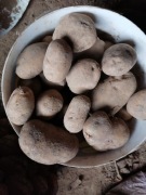 Ziemniaki od polskiego rolnika na oborniku 15 kilo duże na frytki 