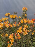 Alstromeria ogrodowa Summer Breeze 3L 
