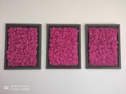 Obraz Mech Chrobotek 3szt., 30/40cm