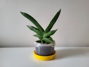 Sansevieria ehrenbergii Samurai