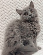 Kotka brytyjska długowłosa