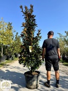 Magnolia grandiflora Alta, zimozielona, 150-175, 200-250cm, kolumnowa
