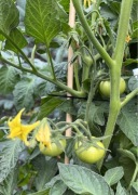 10 szt 80 cm Palik tyczka podpora roślin, pomidor, bambus, patyk, znacznik