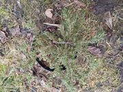 Jałowiec pospolity repanda 