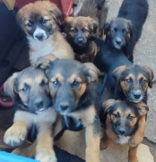 Oddam pieski w dobre ręce 