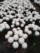 Sprzedam chryzantemy hurt i detal