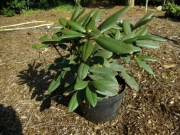 rododendrony (różaneczniki)