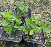 Mięta turecka NANE sadzonki