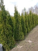Tuje żywopłot Smaragd duże 180-250