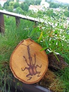Chrząszcz medalion drewniany, wypalany