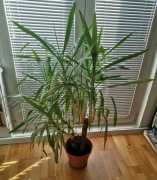 Juka / Yucca, wysokość 140cm, zdrowa, dorodna