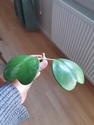 Hoja Hoya Kerri - sadzonka cięta