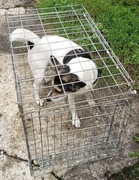 KLATKA dla zwierząt