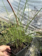 Miskant Gracillimus 10 sztuk