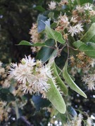 Suszony kwiat lipy cały 250g na przeziębienie zbiór 2025r zdrowie odporność