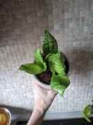 Sansevieria sansewieria hahanii 3 sadzonki
