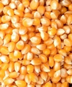 Kukurydza 20kg ziarno zanęta pasza karma