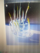 Konwalia majowa sadzonki