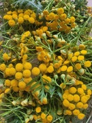 Ziele wrotyczu suszone 50g wrotycz kwiat i liście