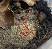 Lobella Thai Red - duże, czerwone skoczogonki