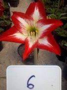 Zwartnica, Amarylis nr 6 obwód 18+cm