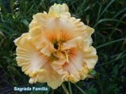 Liliowiec Sagrada Familia