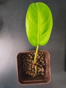 Philodendron 'Malaya Gold' Filodendron x3 zestaw roślin trzy sztuki