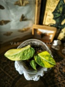 Philodendron Gloriosum tricolour filodendron Gloriosum tricolor variegata 