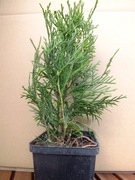 tuja szmaragd, w doniczce p9 wys. 25-30cm