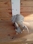 Rzeźba betonowa, ślimak 40cm