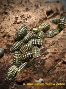 Isopody Armadillidium maculatum yellow "zebra",12 sztuk