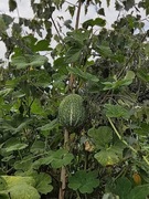 Nasiona dynia figolistna 100 sztuk