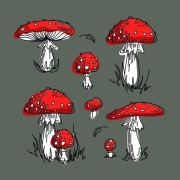 Plakat Bajka Amanita Muscaria Muchomor czerwony