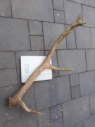 Zrzut  byka poroże jelenia rogi gryzak dla psów