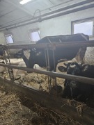 Sprzedaz jałówek wysokocielnych