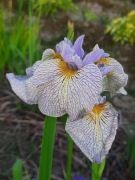 Irys  'Ally Oops' Iris 