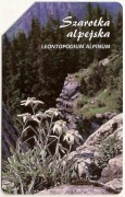 nr 1314 - Rośliny chronione w Polsce 5 - Szarotka alpejska