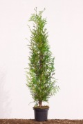 Tuja Brabant 100cm w doniczce P9 Sadzenie Gratis !!!