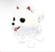 Samoyed - Adopt Me Roblox
