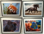 Fotografia A4 ramka aluminiowa 28x35 zwierzęta słodkie 