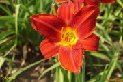 Hemerocallis / Liliowiec: Zagłoba