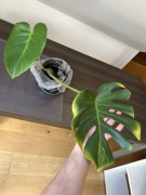 Monstera Green on Green